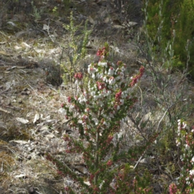 Erica lusitanica (Spanish Heath ) at Tuggeranong Hill - 5 Sep 2018 by owenh