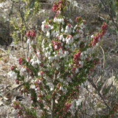 Erica lusitanica at Theodore, ACT - 5 Sep 2018 02:02 PM