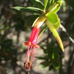 Styphelia triflora (Five-corners) at Wandiyali-Environa Conservation Area - 7 Jul 2018 by Wandiyali