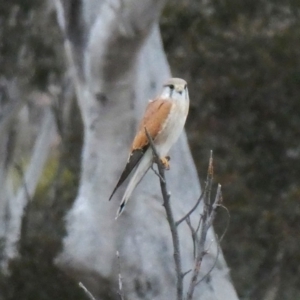 Falco cenchroides at Environa, NSW - 6 Sep 2018 07:03 AM