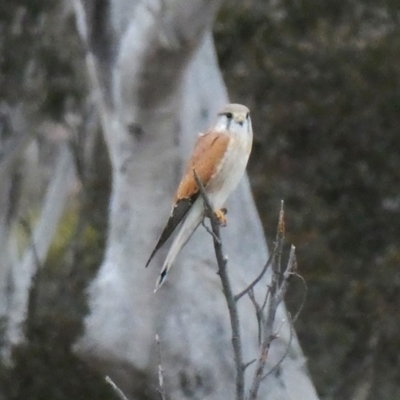 Falco cenchroides (Nankeen Kestrel) at Environa, NSW - 5 Sep 2018 by Wandiyali