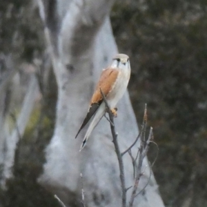 Falco cenchroides at Environa, NSW - 6 Sep 2018