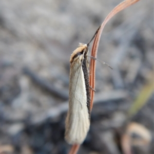 Philobota xiphostola at Cook, ACT - 3 Sep 2018