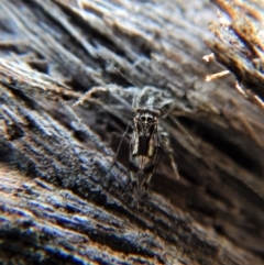 Psocodea 'Psocoptera' sp. (order) (Unidentified plant louse) at Belconnen, ACT - 5 Sep 2018 by CathB