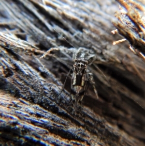 Psocodea 'Psocoptera' sp. (order) at Belconnen, ACT - 5 Sep 2018