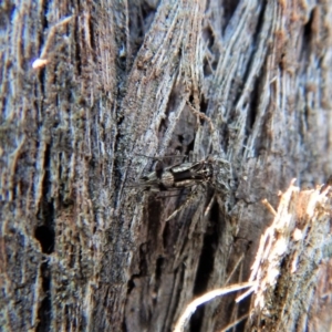 Psocodea 'Psocoptera' sp. (order) at Belconnen, ACT - 5 Sep 2018