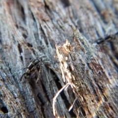 Psocodea 'Psocoptera' sp. (order) at Belconnen, ACT - 5 Sep 2018