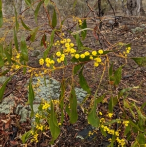 Acacia pycnantha at Symonston, ACT - 6 Sep 2018