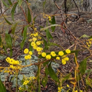 Acacia pycnantha at Symonston, ACT - 6 Sep 2018