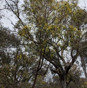 Acacia pycnantha at Symonston, ACT - 6 Sep 2018