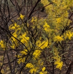 Acacia boormanii (Snowy River Wattle) at Symonston, ACT - 6 Sep 2018 by JackyF