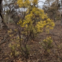 Acacia boormanii at Symonston, ACT - 6 Sep 2018 12:31 PM