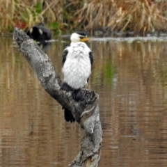 Microcarbo melanoleucos (Little Pied Cormorant) at Fyshwick, ACT - 6 Sep 2018 by RodDeb