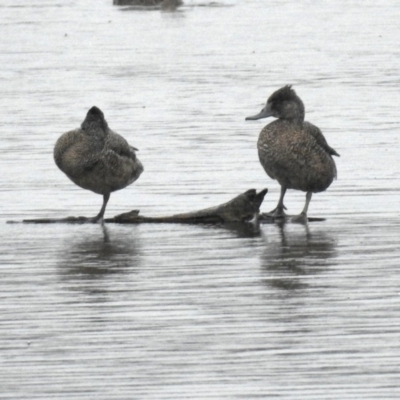 Stictonetta naevosa (Freckled Duck) at Fyshwick, ACT - 6 Sep 2018 by RodDeb