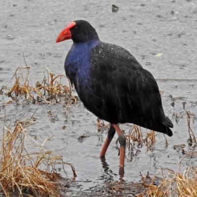 Porphyrio melanotus (Australasian Swamphen) at Fyshwick, ACT - 6 Sep 2018 by RodDeb