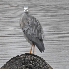 Egretta novaehollandiae (White-faced Heron) at Fyshwick, ACT - 6 Sep 2018 by RodDeb