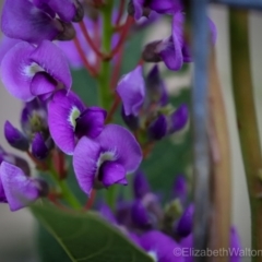 Hardenbergia violacea (False Sarsaparilla) at Mystery Bay, NSW - 6 Sep 2018 by LocalFlowers