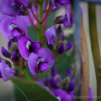 Hardenbergia violacea (False Sarsaparilla) at Mystery Bay, NSW - 6 Sep 2018 by LocalFlowers