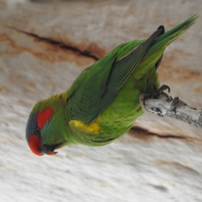 Glossopsitta concinna (Musk Lorikeet) at Kambah, ACT - 6 Sep 2018 by HelenCross