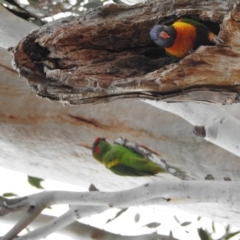 Glossopsitta concinna at Kambah, ACT - 6 Sep 2018 08:10 AM