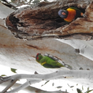 Glossopsitta concinna at Kambah, ACT - 6 Sep 2018 08:10 AM