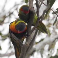 Glossopsitta concinna at Kambah, ACT - 6 Sep 2018