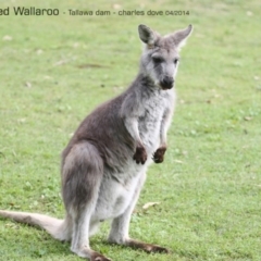 Osphranter robustus robustus (Eastern Wallaroo) at Undefined - 1 May 2014 by CharlesDove