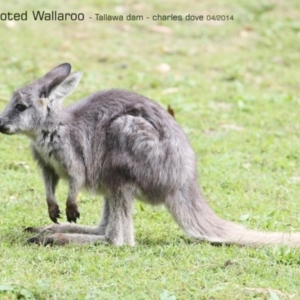 Osphranter robustus robustus at undefined - 1 May 2014 12:00 AM