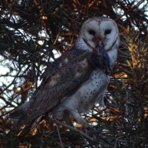 Tyto alba at Fyshwick, ACT - 29 Aug 2018 06:27 PM