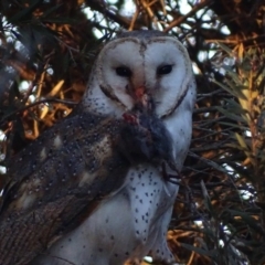 Tyto alba at Fyshwick, ACT - 29 Aug 2018