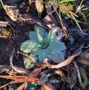 Hymenochilus sp. at Watson, ACT - suppressed