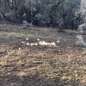 Nassella trichotoma at Majura, ACT - 7 Sep 2018 07:34 AM