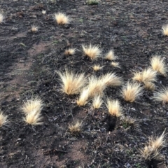 Nassella trichotoma at Majura, ACT - 7 Sep 2018