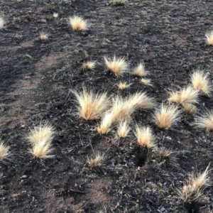 Nassella trichotoma at Majura, ACT - 7 Sep 2018