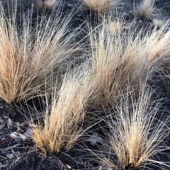 Nassella trichotoma at Majura, ACT - 7 Sep 2018