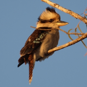 Dacelo novaeguineae at Kambah, ACT - 29 Aug 2018 05:26 PM