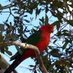 Alisterus scapularis (Australian King-Parrot) at Kambah, ACT - 1 Sep 2018 by MatthewFrawley