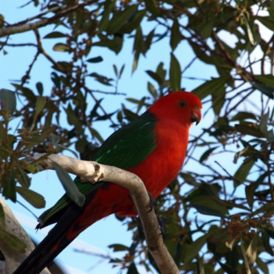 Alisterus scapularis (Australian King-Parrot) at Kambah, ACT - 2 Sep 2018 by MatthewFrawley