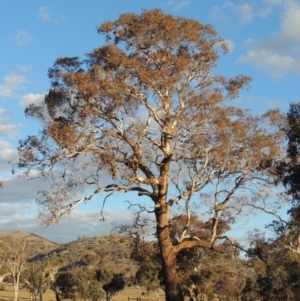Eucalyptus melliodora at Gordon, ACT - 2 Sep 2018