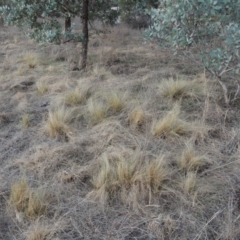 Nassella trichotoma at Paddys River, ACT - 2 Sep 2018