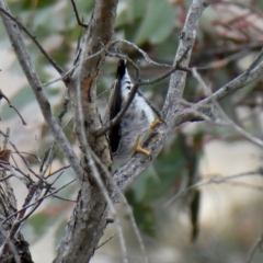 Daphoenositta chrysoptera (Varied Sittella) at Wandiyali-Environa Conservation Area - 7 Sep 2018 by Wandiyali