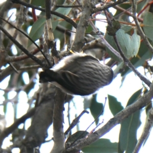 Daphoenositta chrysoptera at Googong, NSW - 7 Sep 2018