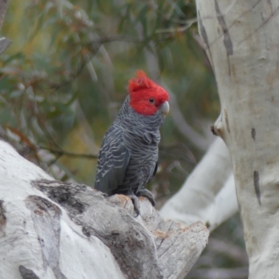 Callocephalon fimbriatum (Gang-gang Cockatoo) at Black Mountain - 7 Sep 2018 by WalterEgo