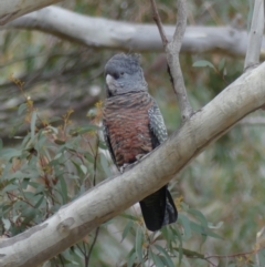 Callocephalon fimbriatum at Acton, ACT - 7 Sep 2018