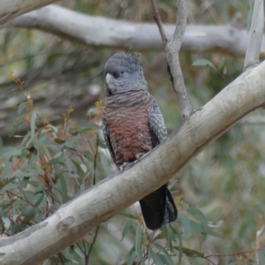 Callocephalon fimbriatum at Acton, ACT - 7 Sep 2018