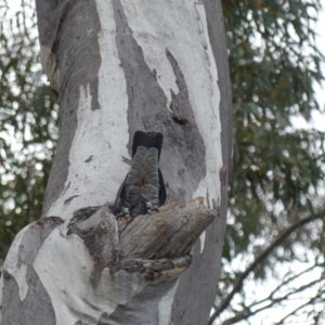 Callocephalon fimbriatum at Acton, ACT - suppressed