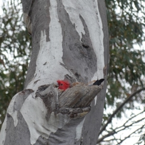 Callocephalon fimbriatum at Acton, ACT - suppressed