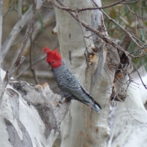 Callocephalon fimbriatum at Acton, ACT - 7 Sep 2018