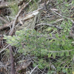 Persoonia rigida at Acton, ACT - 7 Sep 2018