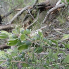 Persoonia rigida at Acton, ACT - 7 Sep 2018